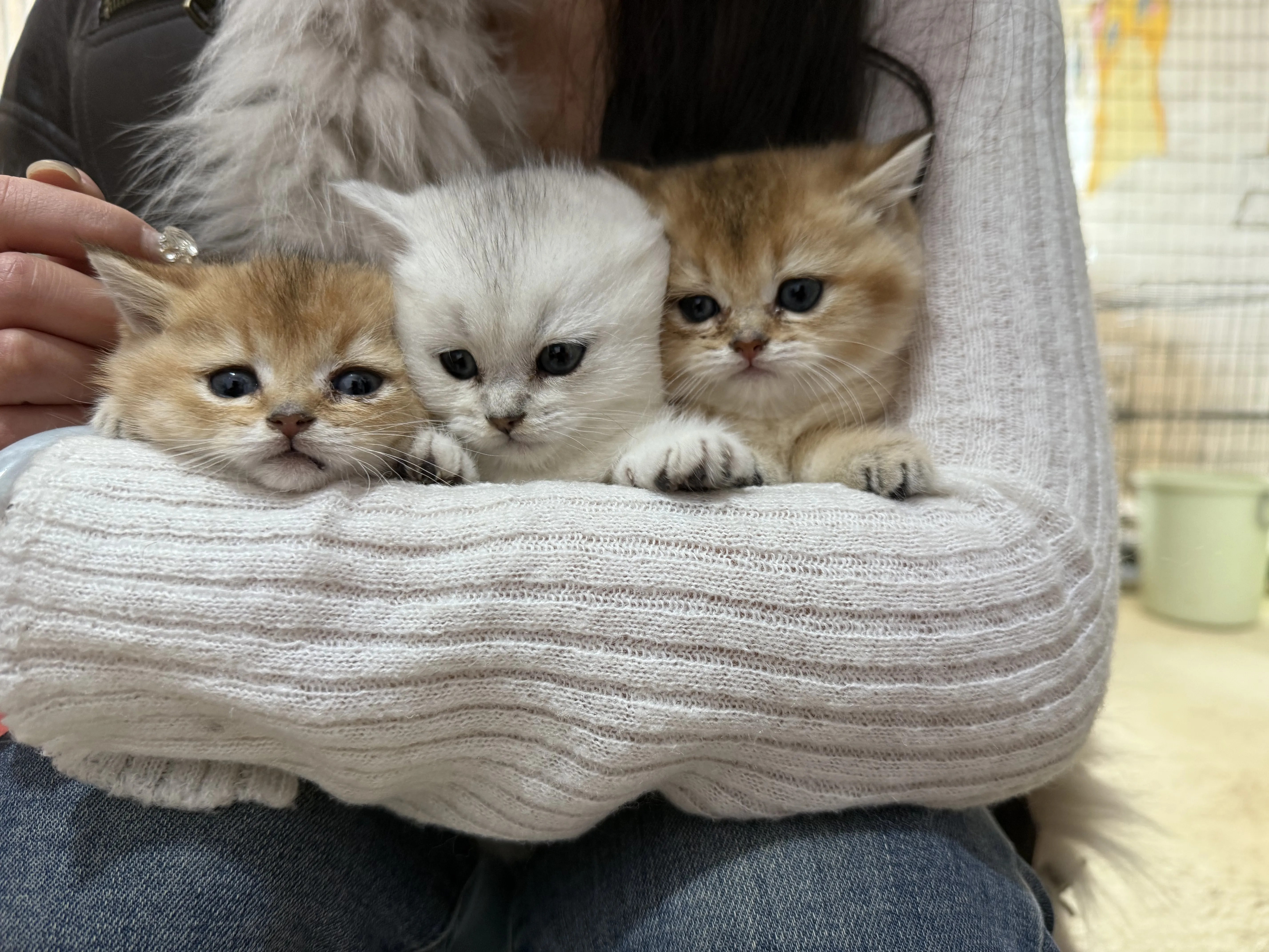 金渐层 银渐层 活泼可爱大包子脸 长期售后、终身饲养指导